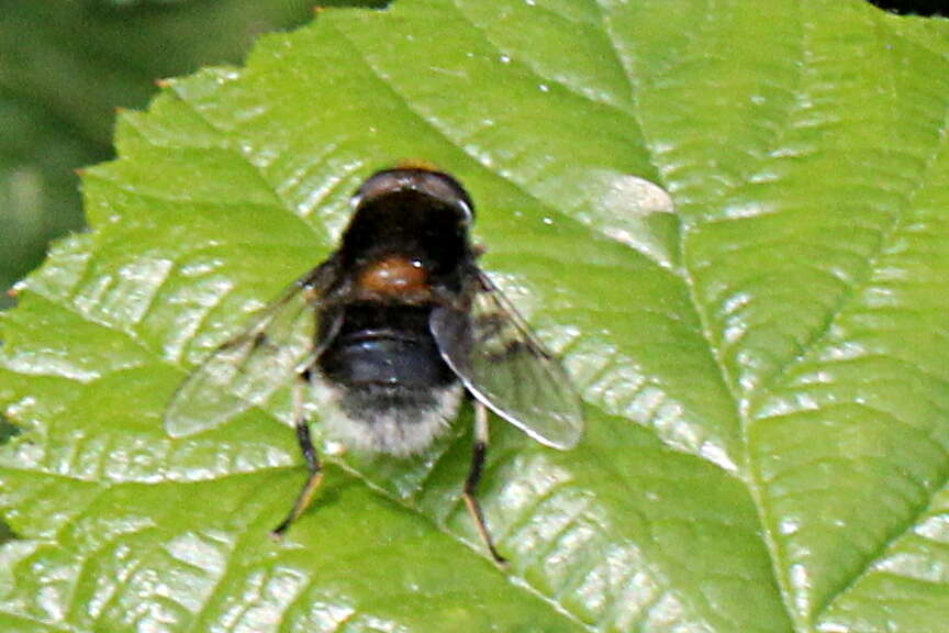 Image of Eristalis intricaria (Linnaeus 1758)