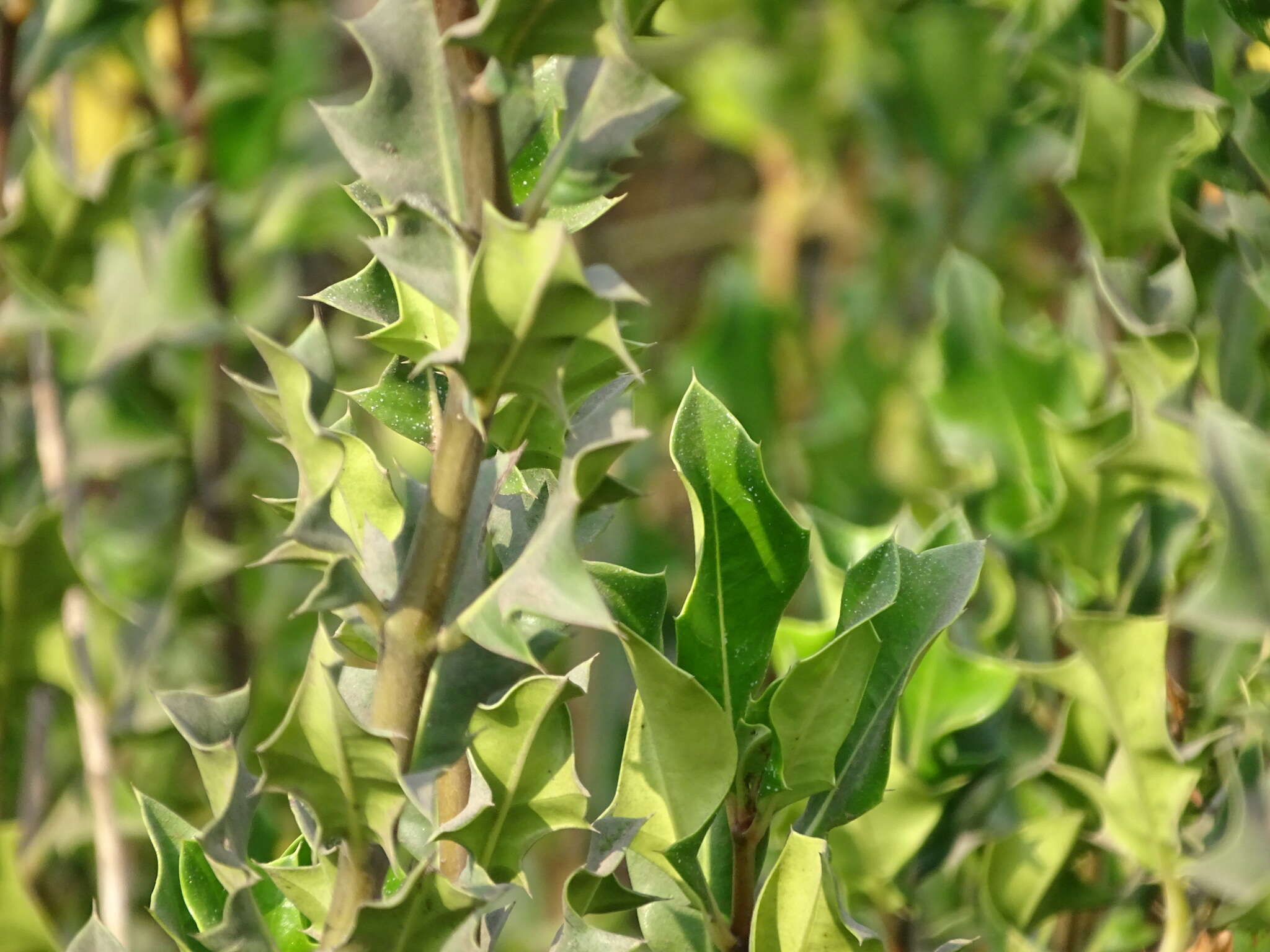 Image of Holy Mangrove