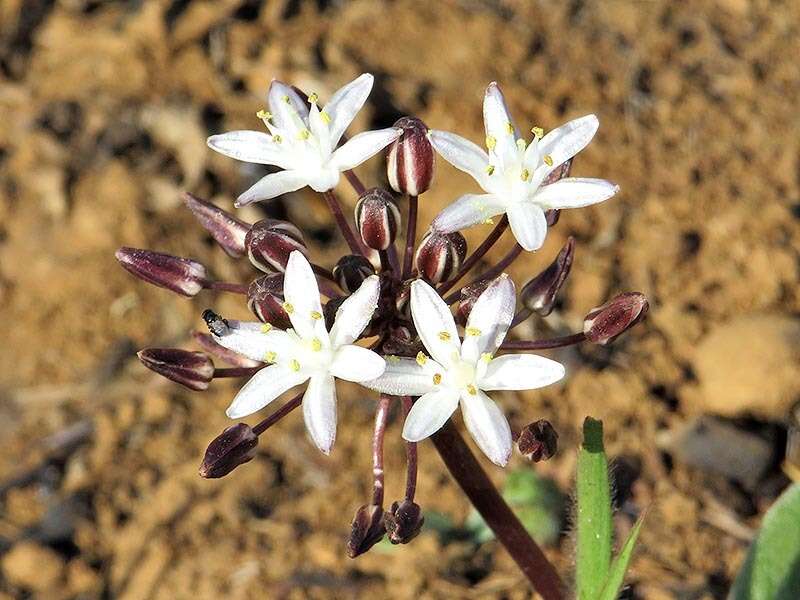 Image of Fusifilum depressum (Baker) U. Müll.-Doblies, J. S. Tang & D. Müll.-Doblies