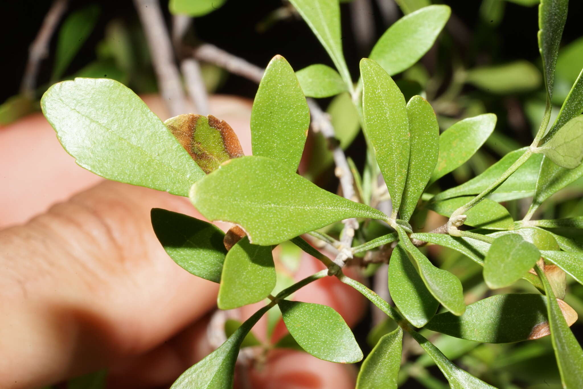 Image of Gregg's ash