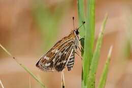 Image of Grey-veined Grass Dart