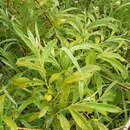 Image of Salix holosericea Willd.