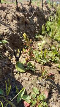 Satyrium pygmaeum Sond. resmi