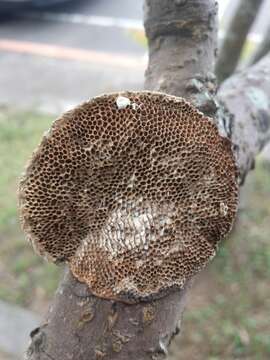 Image of Trametes apiaria (Pers.) Zmitr., Wasser & Ezhov 2012