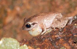 Image of Pseudophilautus amboli (Biju & Bossuyt 2009)