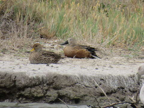 صورة Spatula platalea (Vieillot 1816)