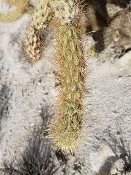 Image of Wolf's opuntia