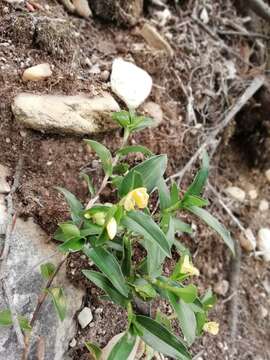 Image of Commelina africana var. karooica (C. B. Clarke) Govaerts