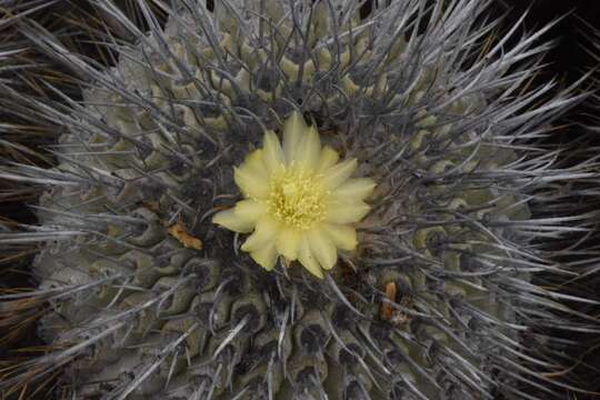 Image of Copiapoa dealbata F. Ritter