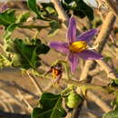 صورة Solanum capense L.