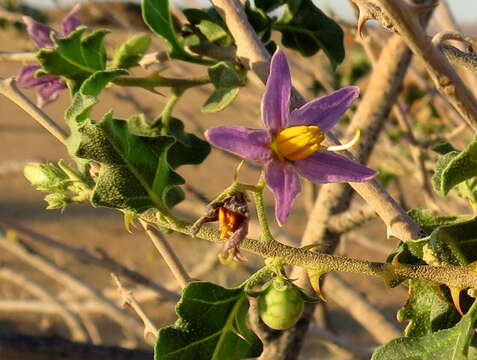 صورة Solanum capense L.