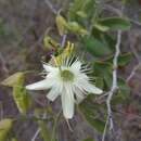 Imagem de Passiflora recurva Mast.