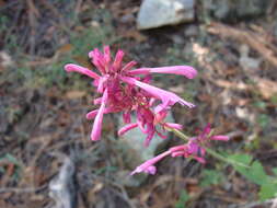 Image of pale giant hyssop