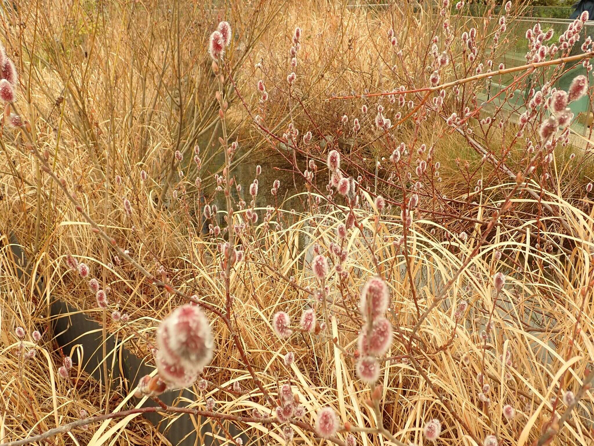 Image of rose-gold pussy willow