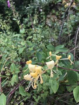 Image of Lonicera periclymenum subsp. periclymenum