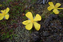 Image of Hibbertia procumbens (Labill.) DC.