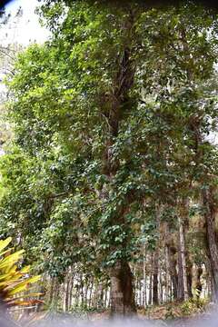 Ilex brandegeeana Loes. resmi