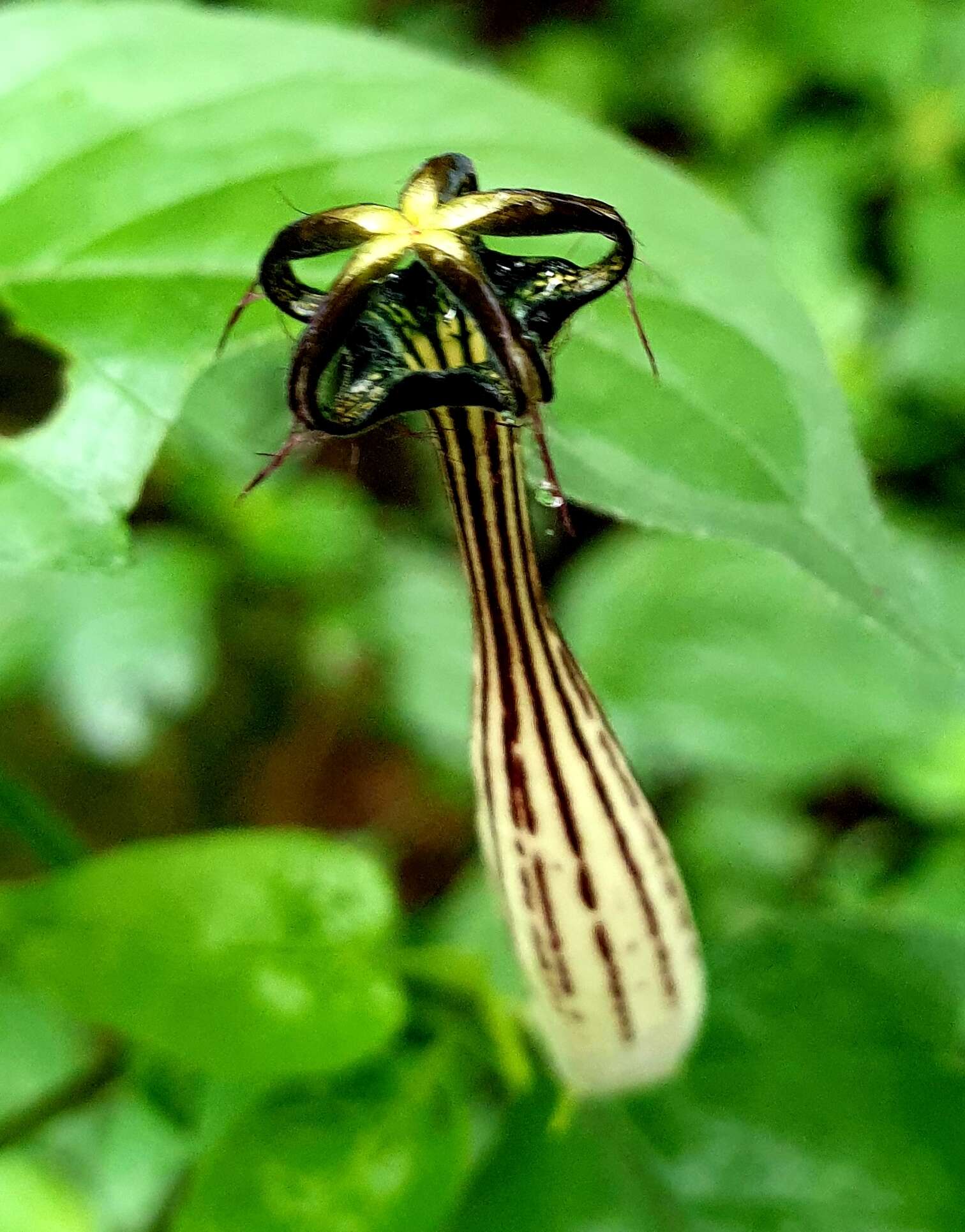 Imagem de Ceropegia meyeri Decne.