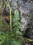 Image of Puccinia dioicae Magnus 1877