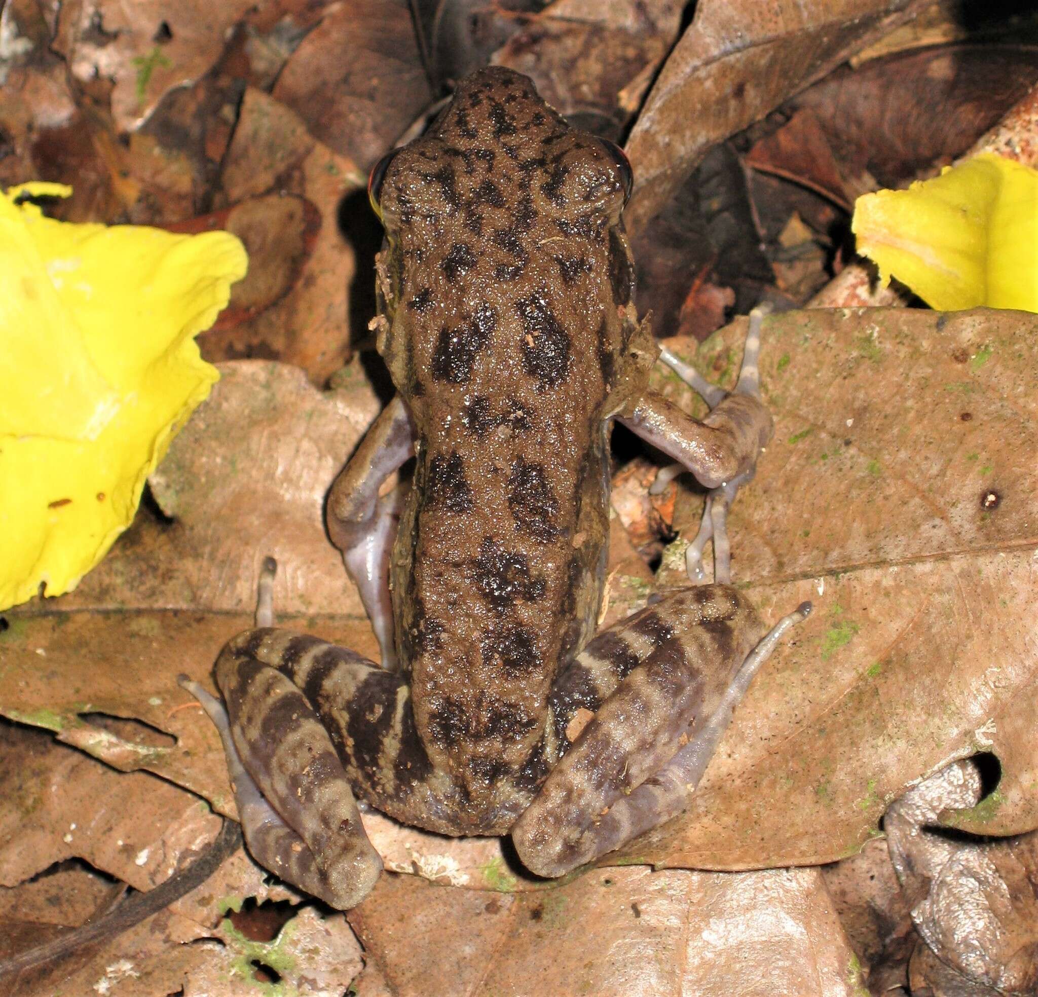 Image of Pulchrana glandulosa (Boulenger 1882)