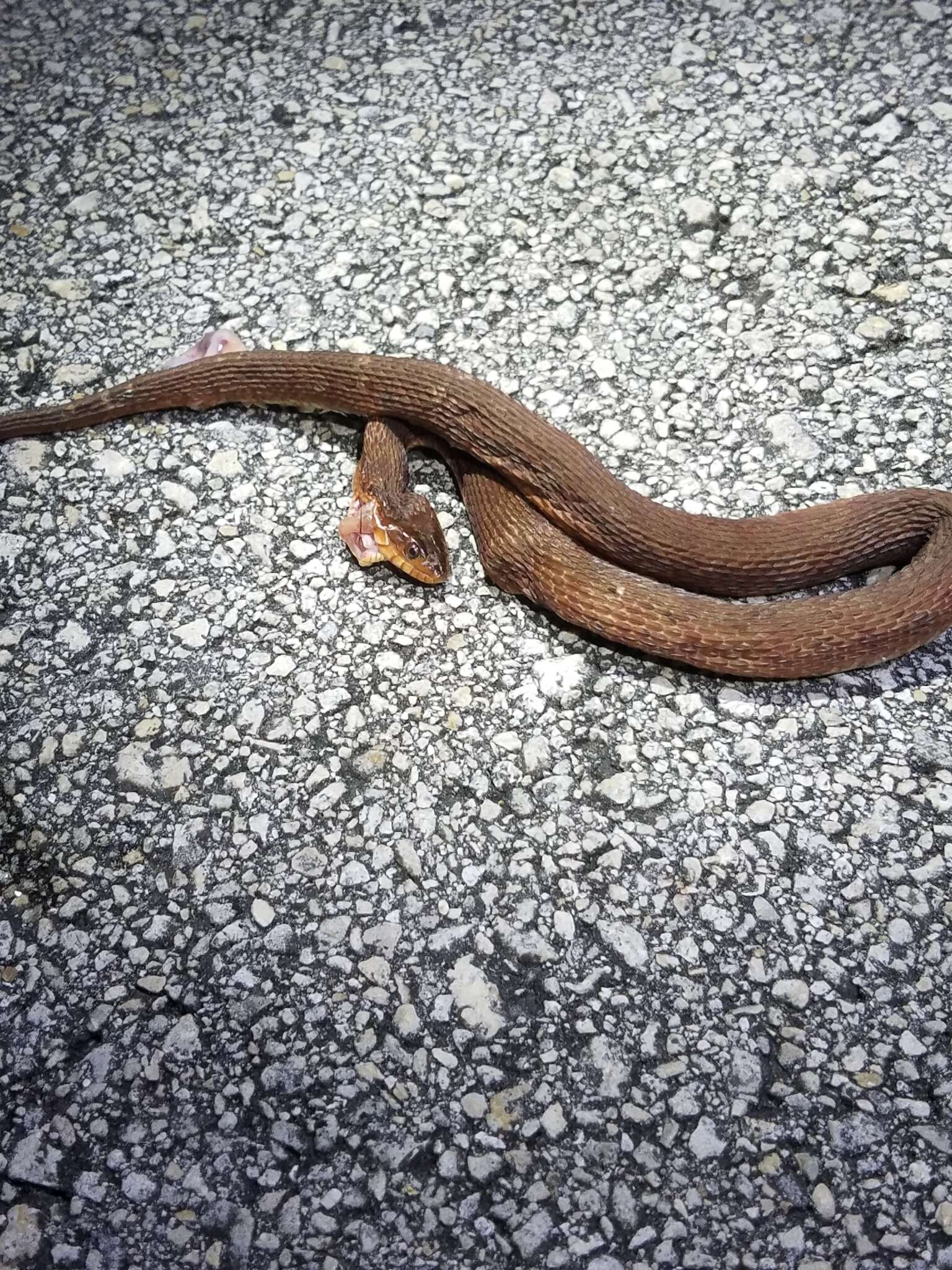 Image of Atlantic Saltmarsh Snake