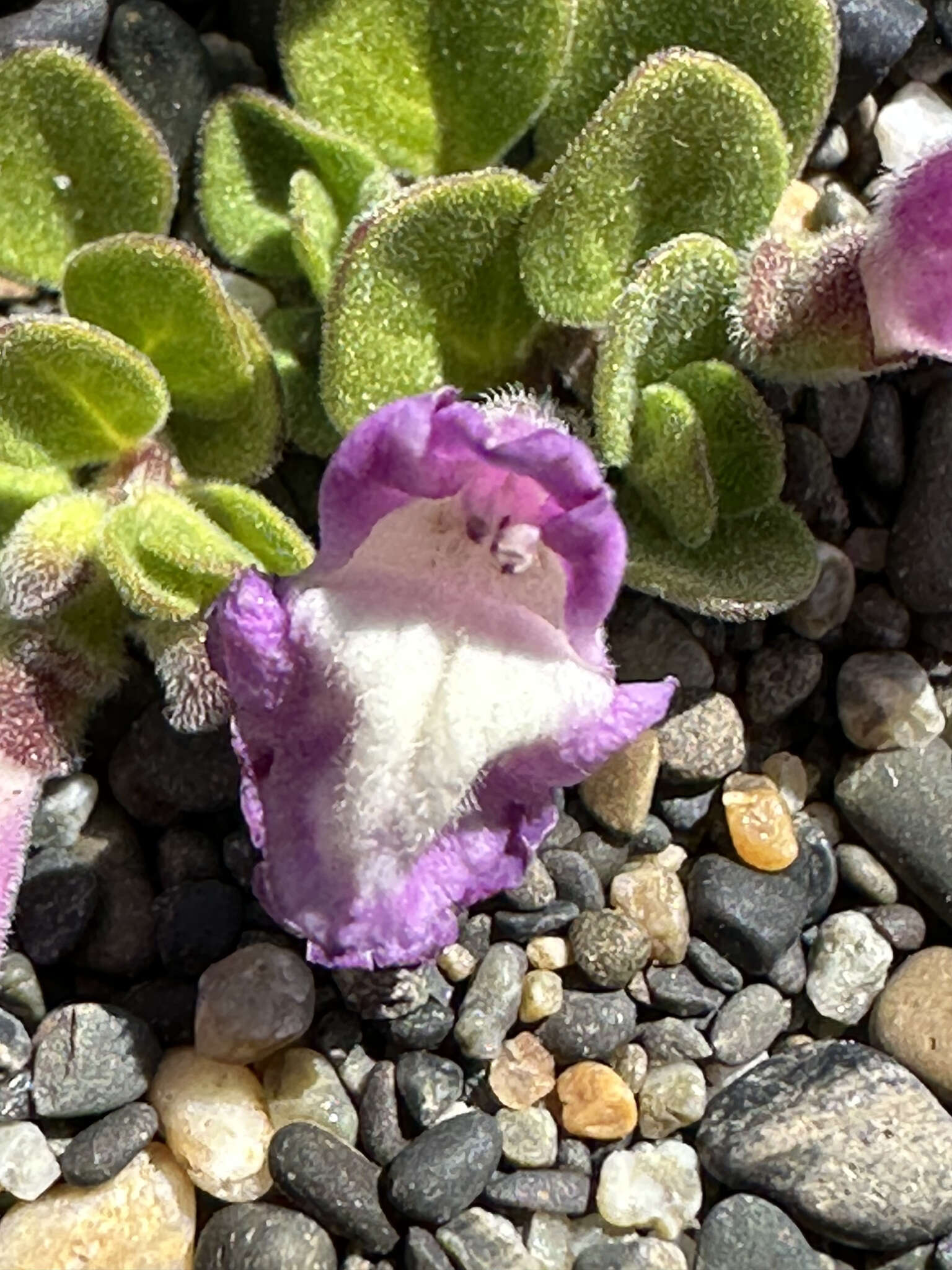 Sivun Scutellaria nummulariifolia Hook. fil. kuva