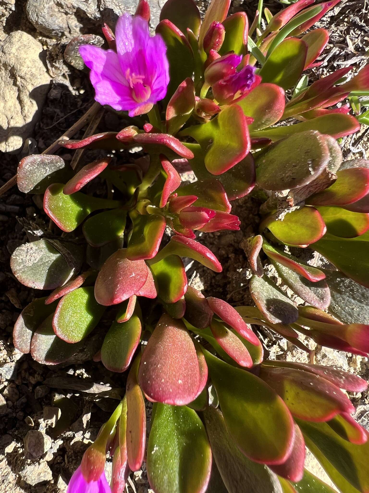 Image of alpine springbeauty