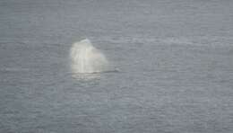 Image of gray whales