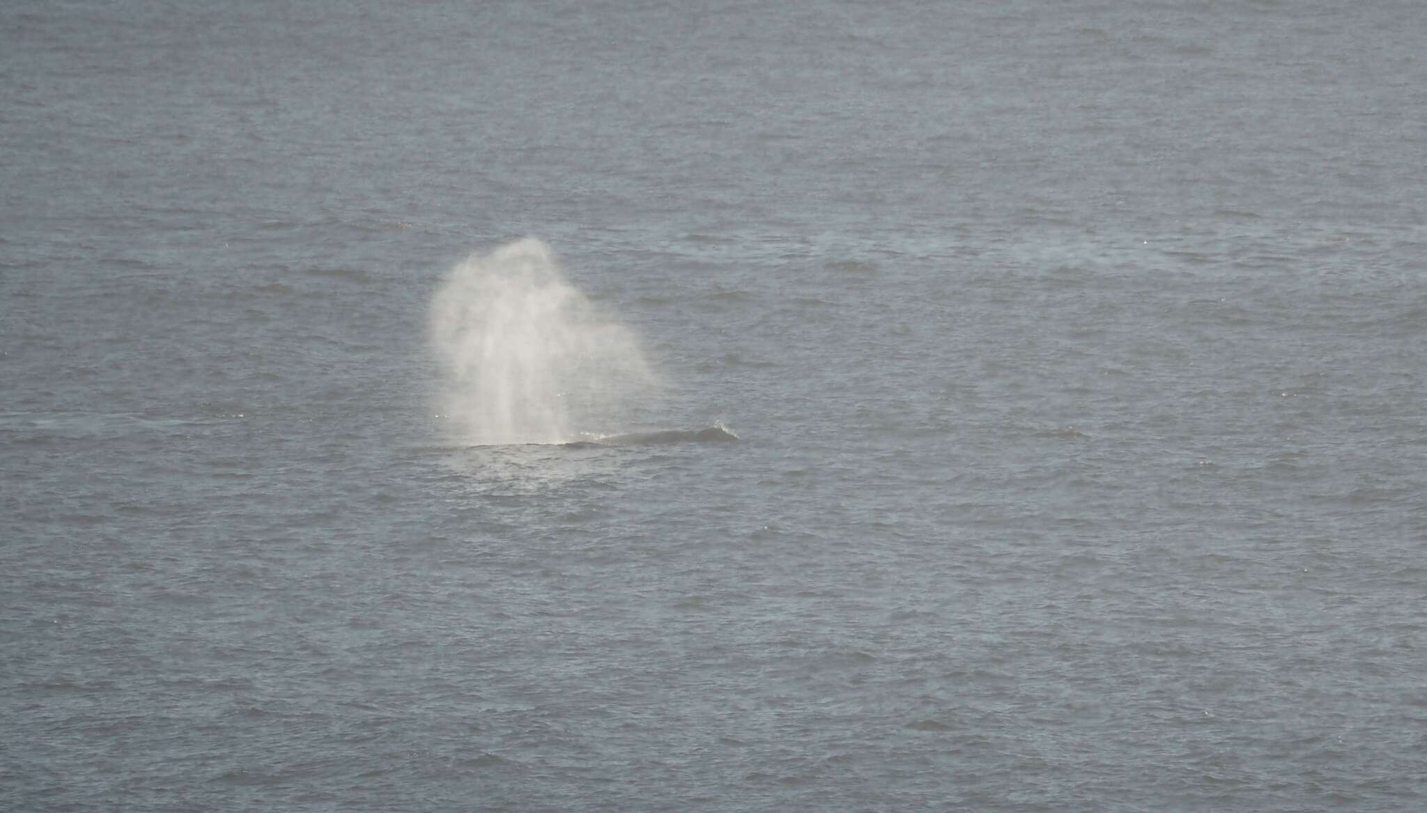 Image of gray whales