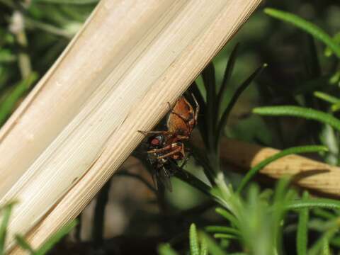 Image of Western Lynx Spider