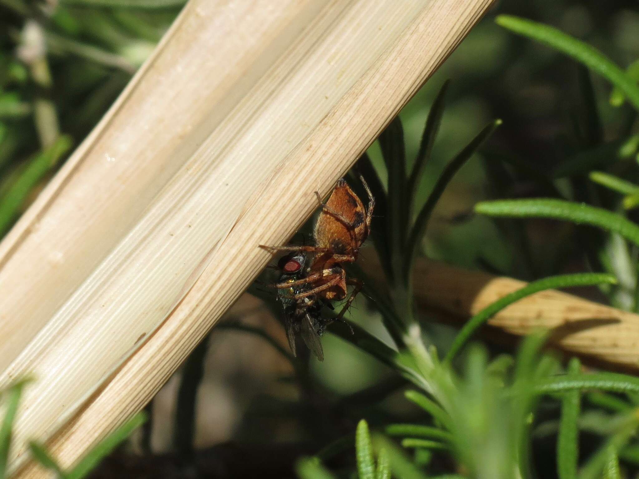 Image of Western Lynx Spider