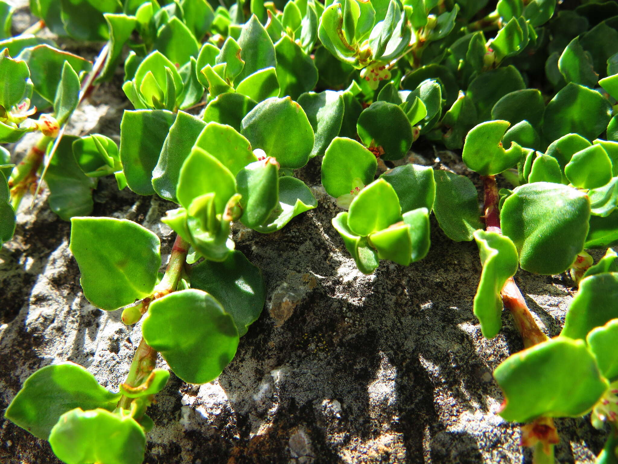 Image of Muehlenbeckia volcanica (Benth.) Endlicher