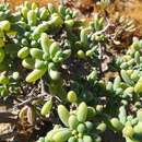 Image de Crassothonna sedifolia (DC.) B. Nord.