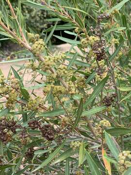 Sivun Callistemon lanceolatus (Sm.) Sweet kuva