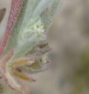 Image of Centella tridentata (L. fil.) Drude ex Domin