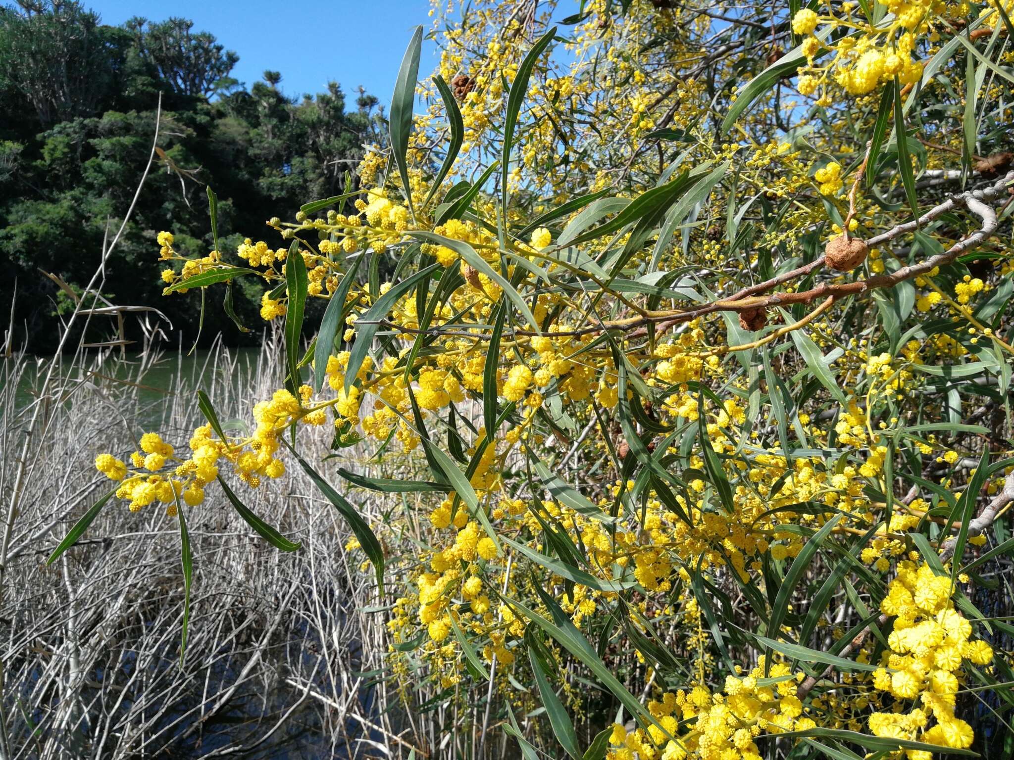 Image of orange wattle