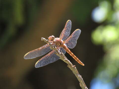 Image of Orthemis nodiplaga Karsch 1891