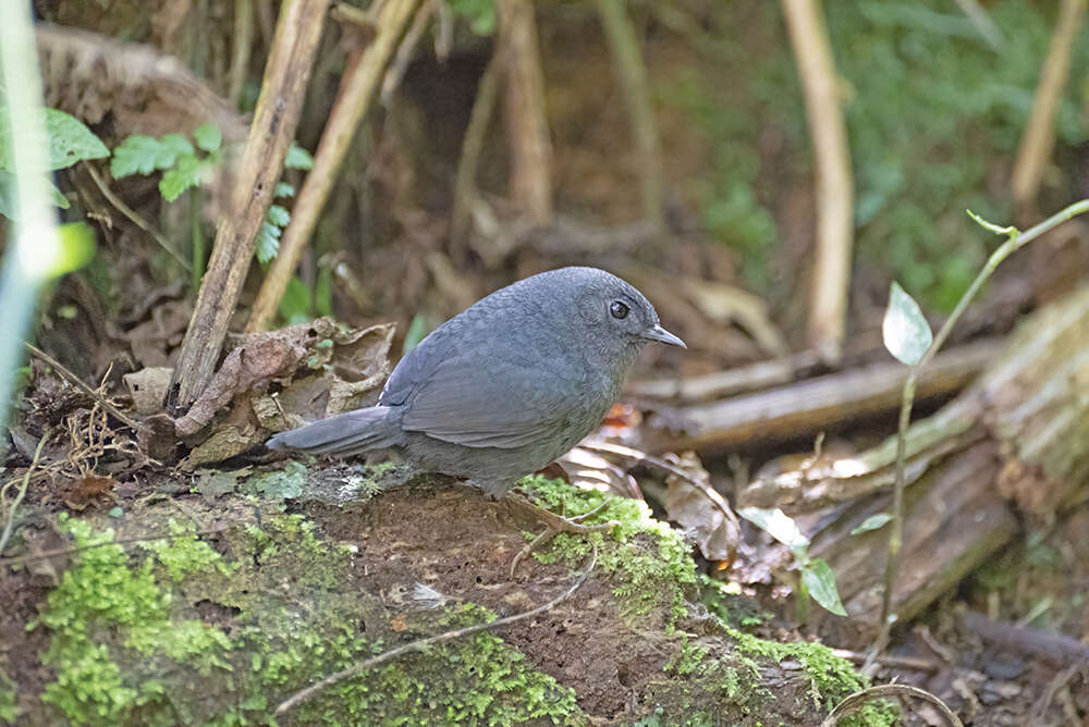 Scytalopus speluncae (Ménétries 1835) resmi