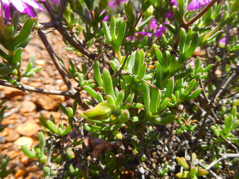 Delosperma asperulum (Salm-Dyck) L. Bol. resmi