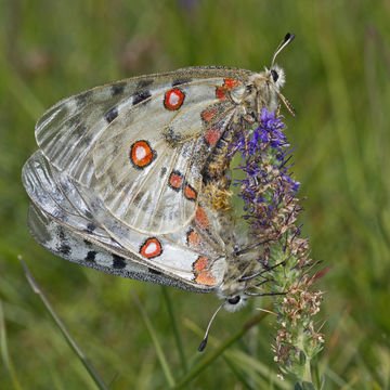 Image of Apollo Butterfly