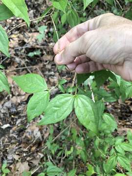 Слика од Philadelphus inodorus L.