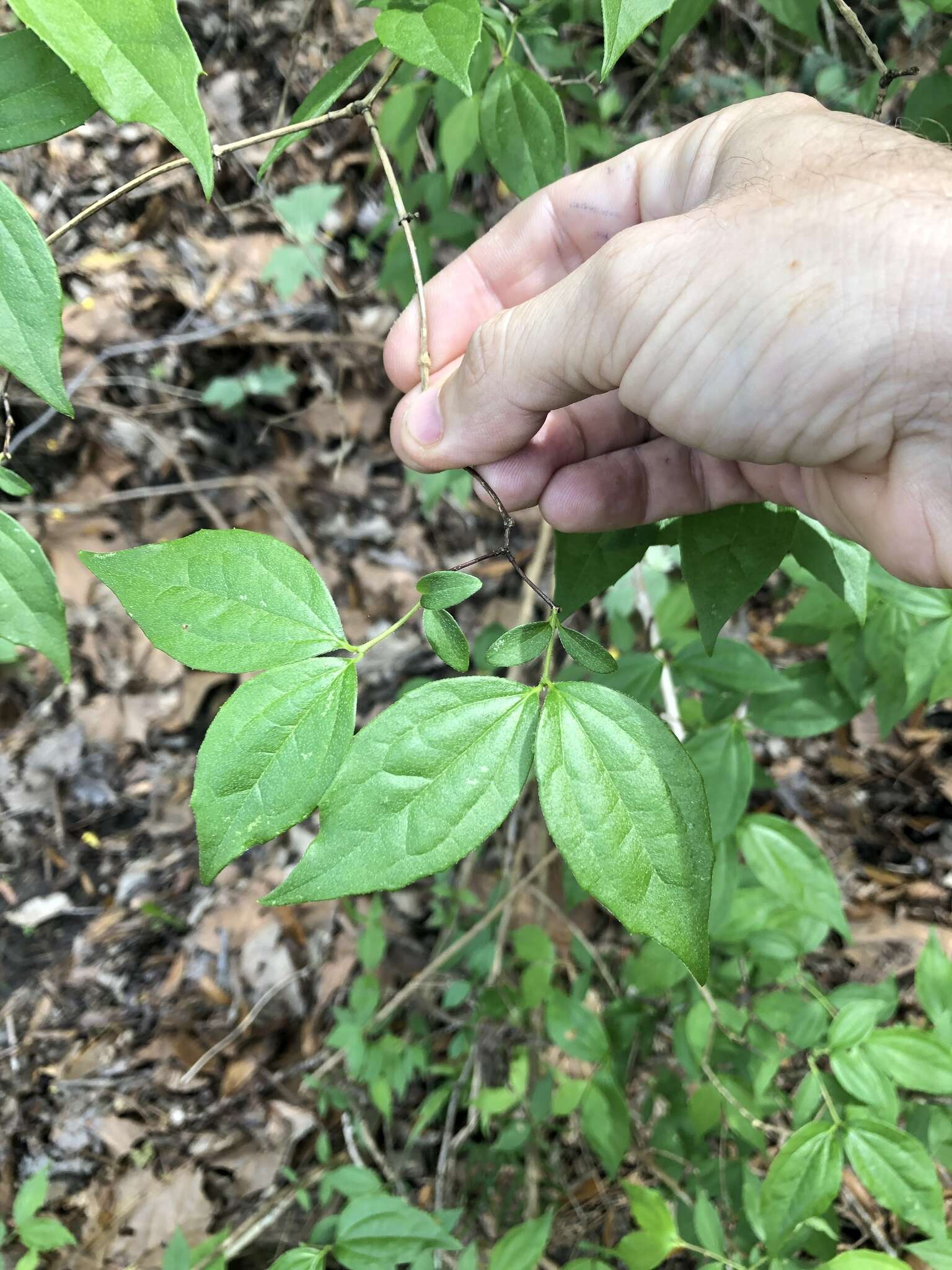 Image of scentless mock orange