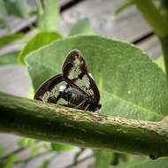 Слика од Parapiromis translucida (Montrouzier 1861)