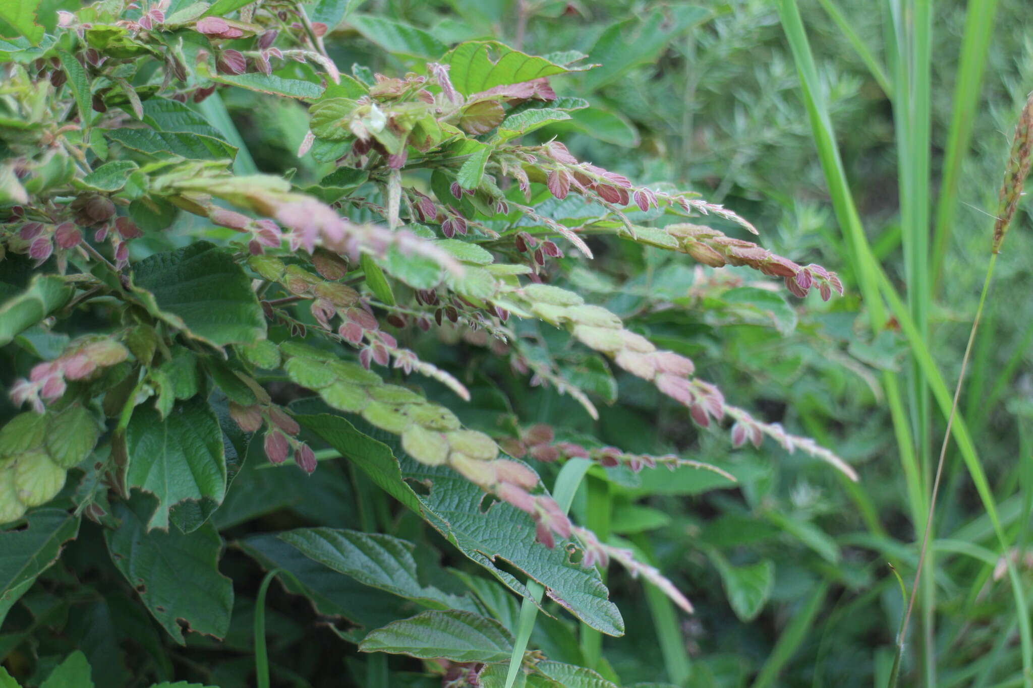 Sivun Phyllodium pulchellum (L.) Desv. kuva