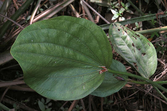 Слика од Echinodorus grandiflorus (Cham. & Schltdl.) Micheli