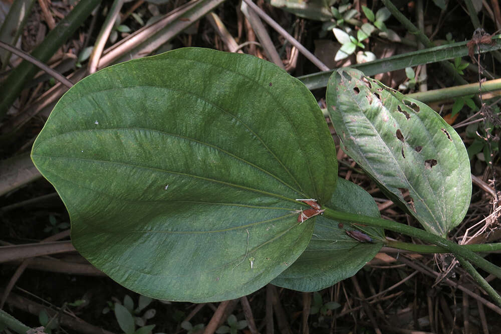 Image of Florida Burrhead