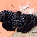 Image of Cycloglypha caeruleonigra Mabille 1904