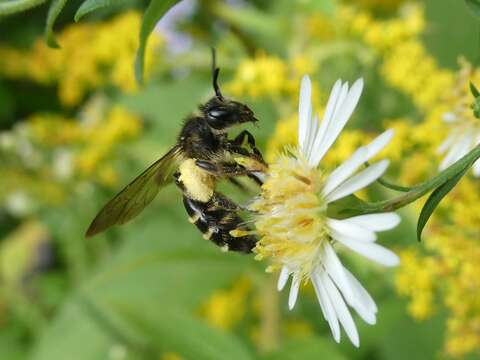 Image of Andrena robervalensis Mitchell 1960