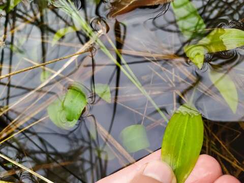 Image of Bog Pondweed