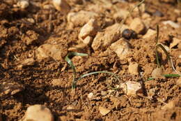 Image of Slender Sternbergia